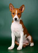  Pixwords Solutions Solution with 7 letters English basenji 