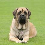  Pixwords Solutions Solution with 7 letters Davvisámegiella mastiff 