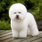  Pixwords Solutions Solution with 6 letters English bichon 