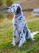  Pixwords Solutions Solution with 6 letters English setter 