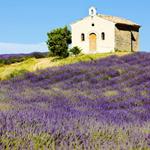  Pixwords Solutions Solution with 8 letters English provence 