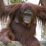  Pixwords Solutions Sprendimas su 11 laiškuose Lietuvių kalba orangutanas 