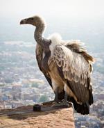 Pixwords Solutions Solution with 7 letters English vulture 