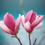  Pixwords Solutions Lösung 8 Briefe Deutsch magnolie 