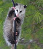  Pixwords Solutions Solution with 7 letters English opossum 