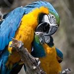  Pixwords Solutions Solution with 5 letters English macaw 