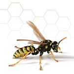  Pixwords Solutions Solution with 4 letters English wasp 