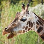  Pixwords Solutions Lösung 7 Briefe Deutsch giraffe 
