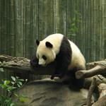  Pixwords Solutions Rozwiązanie z 5 liter Język polski panda 
