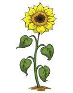  Pixwords Solutions Solution with 9 letters English sunflower 