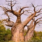 Pixwords Solutions Megoldás a 6 betűk Magyar baobab 