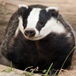  Pixwords Solutions Solution with 6 letters English badger 