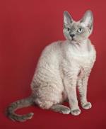  Pixwords Solutions Solution with 9 letters English devon rex 