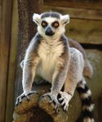  Pixwords Solutions Løsning med 5 bogstaver Dansk lemur 