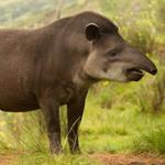  Pixwords Solutions Solution with 5 letters English tapir 
