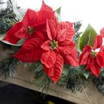  Pixwords Solutions Solution with 11 letters English poinsettias 