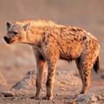  Pixwords Solutions Oplossing met 5 letters Nederlands hyena 