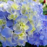  Pixwords Solutions Solution with 9 letters English hydrangea 