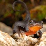  Pixwords Solutions Oplossing met 10 letters Nederlands salamander 
