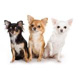  Pixwords Solutions Solution with 9 letters English chihuahua 
