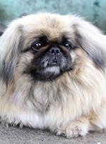  Pixwords Solutions Solution with 9 letters English pekingese 