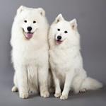  Pixwords Solutions Solution with 7 letters English samoyed 
