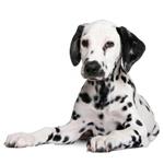  Pixwords Solutions Solution with 9 letters English dalmatian 