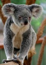  Pixwords Solutions Løsning med 5 bogstaver Dansk koala 