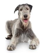  Pixwords Solutions Solution with 9 letters English wolfhound 