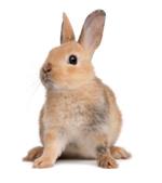  Pixwords Solutions Oplossing met 6 letters Nederlands konijn 