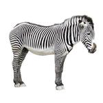  Pixwords Solutions Løsning med 5 bogstaver Dansk zebra 