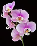  Pixwords Solutions Oplossing met 8 letters Nederlands orchidee 