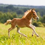  Pixwords Solutions Solution with 4 letters English foal 